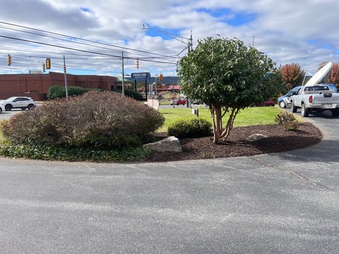 Parking lot with landscaped shrubs and tree, utility lines and red brick building in background