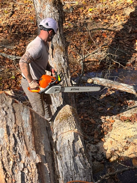 Man in gray cap and shirt operating a Stihl chainsaw to cut a fallen tree trunk surrounded by autumn leaves