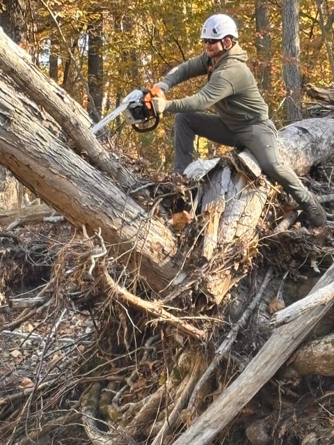 Man wearing hard hat and safety gear uses chainsaw to cut fallen tree logs in forest