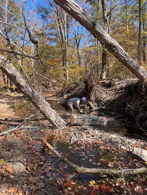 Person crouching by a shallow stream in autumn forest with fallen logs and bare trees