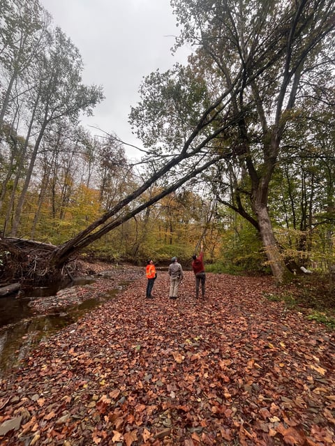 Three people standing in a forest covered with fallen leaves, beneath a large fallen tree branch