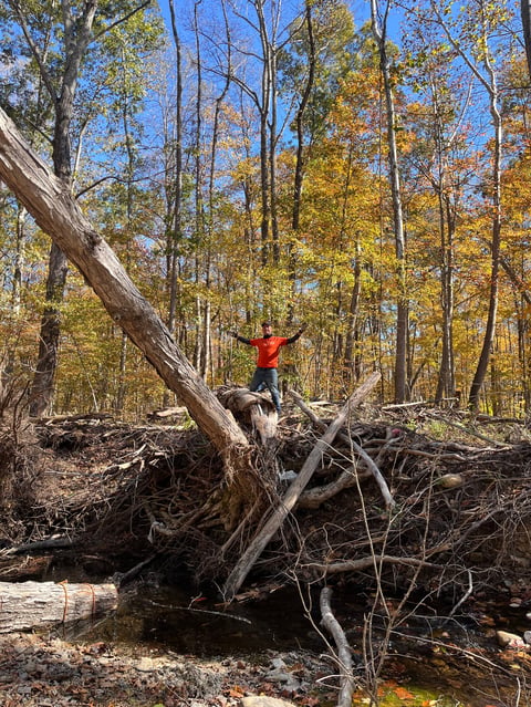 Person in red shirt balancing on fallen tree logs in autumn forest with golden foliage